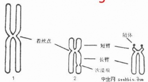 细说染色体G带的制备及核型分析