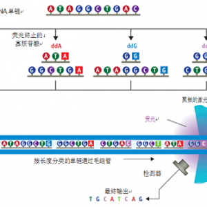 激光荧光推动测序技术发展