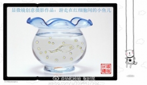 显微镜创意摄影作品：游走在红细胞间的小鱼儿