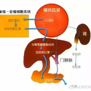 胆红素的是是非非