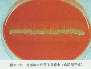 医学界的卫星现象