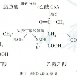 中国糖尿病血酮监测专家共识