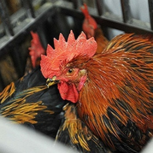 1 月份全国 H7N9 禽流感发病 192 例 死亡 79 人