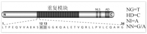 TALENs技术在基因功能研究中的应用