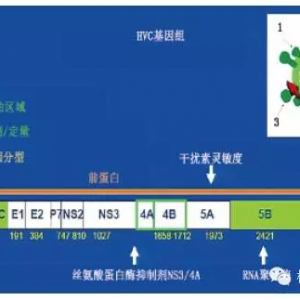 HCV感染诊断和管理中的检测问题之病例2