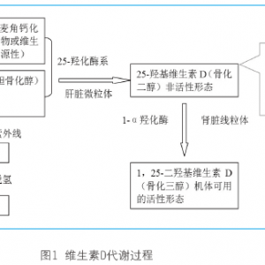 骨代谢相关检测指标的相关介绍