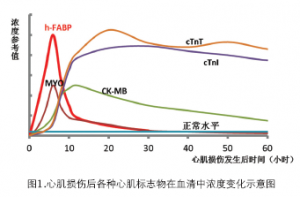 心脏型脂肪酸结合蛋白（h