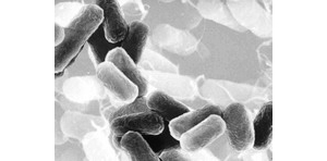 微生物在生物技术时代捷足先登
