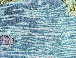 Nature：再生医学重要成果
