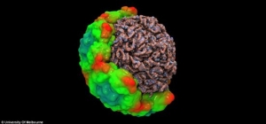 科学家获得感冒病毒3D图像助研新型药物(图)