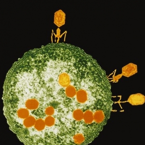 实拍人体“噬菌”病毒：酷似科幻外星生物