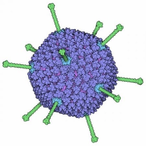 科学家发明一种新的腺病毒快速检测传感器