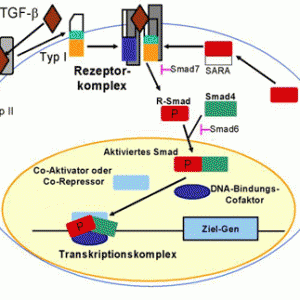 Oncogene：揭示TGF