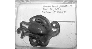 科学首次揭示“RNA编辑”生物学功能