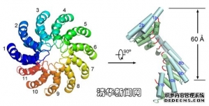TALE蛋白特异性识别DNA分子机制