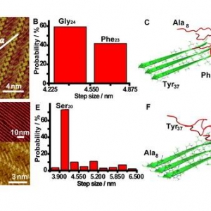 PNAS：毛晓波等在淀粉样蛋白结构解析研究获突破