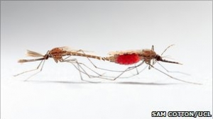 英国培育出无精蚊子阻止疟疾传播(图)