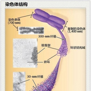 染色体检测解析（二）