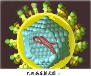 乙肝“核心抗体”（HBcAb）是什么意思？