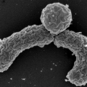 Nature重大发现： 新型抗生素或可解决细菌耐药性