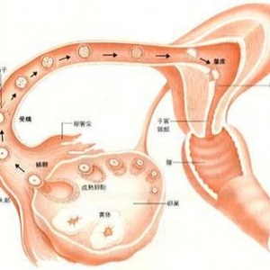 催乳素高对排卵的影响及升高原因