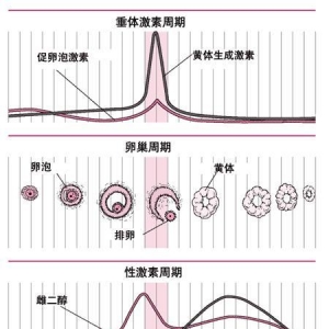 性激素六项怎么解读？看这里！