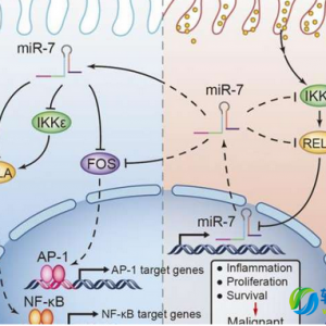 我国科学家发现引发胃癌的特殊microRNA分子—miR
