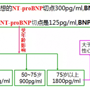 来这里轻松学习BNP