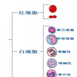 白血病是一种病还是一种癌？