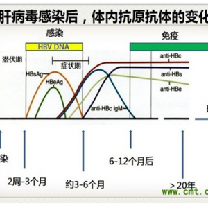 抗HBc阴性的慢性HBV感染