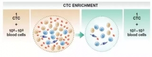 CTC发展史及其临床意义！