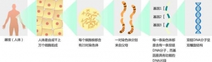 基因检测的前世、今生和未来