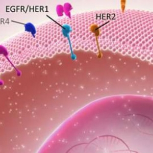 精准医疗下的精准指南：胃/食管癌HER2检测临床应用指南在美启动 ... ...