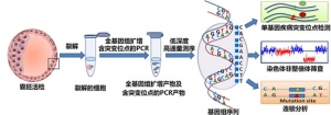 中国科学家在国际上首次建立全新植入前胚胎遗传学诊断方法 ... ...