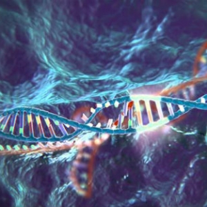 GEN：RNA