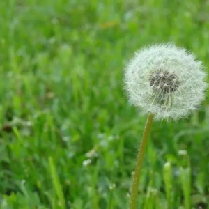 它是最好的“排毒草”，嗓子疼的救兵