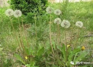 蒲公英的根能杀死98%的癌细胞？