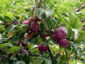 医生绝对不会告诉你，藏在农村的天然抗癌野菜