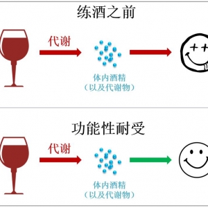 酒量到底能不能练出来？