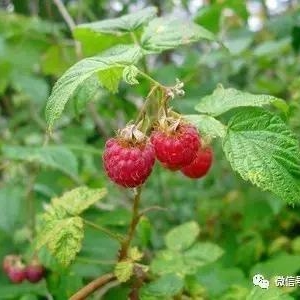 这种野果是降血糖、防三高的良药！