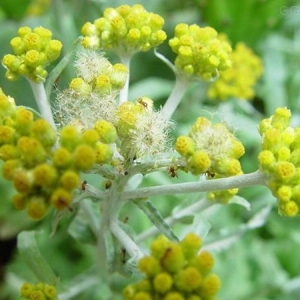 一款农村的野草，居然是治疗风湿疾病的良药