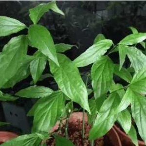 这种野菜, 富含7种抗癌物质, 还能清血管、降三高
