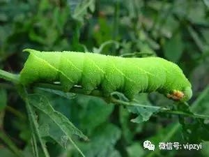它竟是降血压、护血管的珍品！如今供不应求