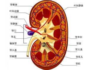 一个人的寿命长短，跟此气强弱有关！
