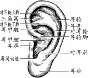 看耳知寿命摸耳治百病 十步揉耳保健歌