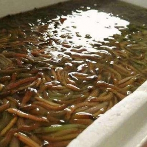 一种害虫男女吃过竟都有滋补功效