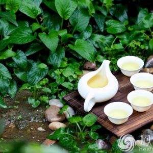 保健专家50年总结的喝茶大全