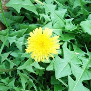 懂行医生抢着吃10种抗癌野菜