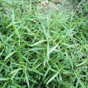 田边不起眼小草却是抗癌良药