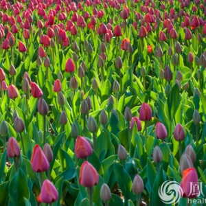 这4类花草养在家里等于不要命